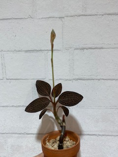 ジュエルオーキッド